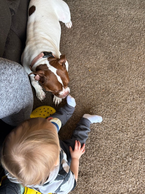 View Lovey the Dog Photo #3