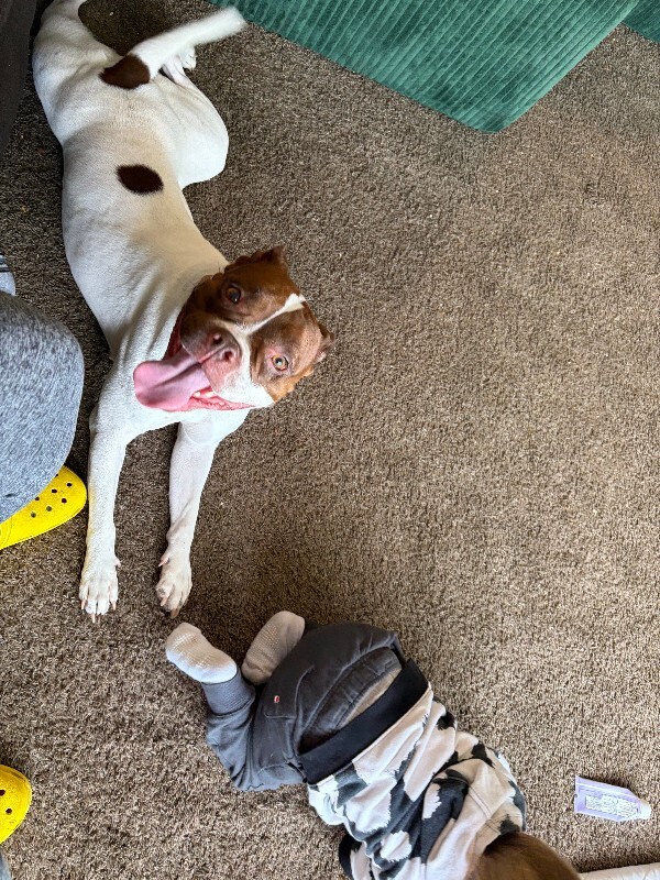 View Lovey the Dog Photo #12