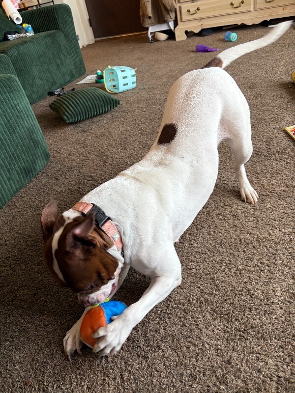 View Lovey the Dog Photo #11