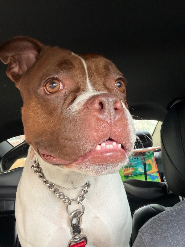 View Lovey the Dog Photo #2