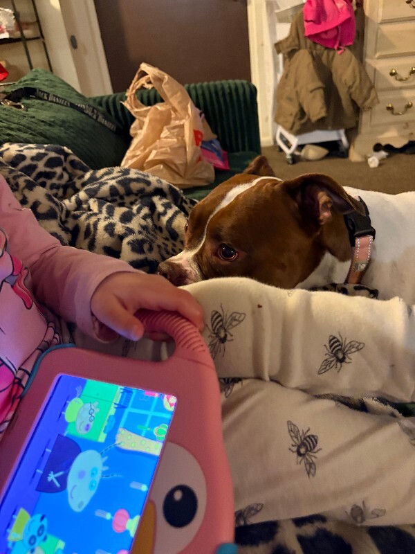 View Lovey the Dog Photo #10