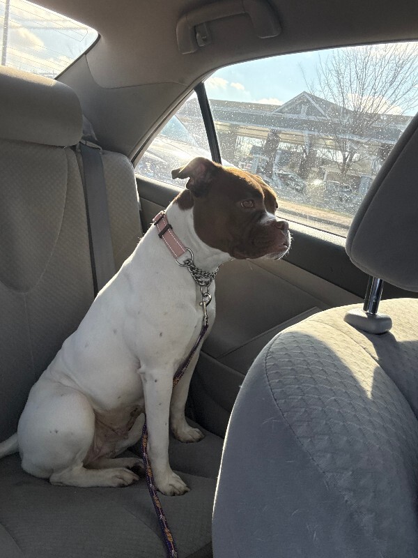 View Lovey the Dog Photo #7