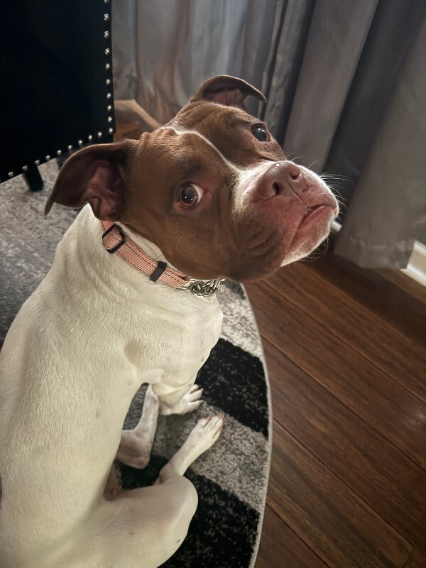 View Lovey the Dog Photo #5