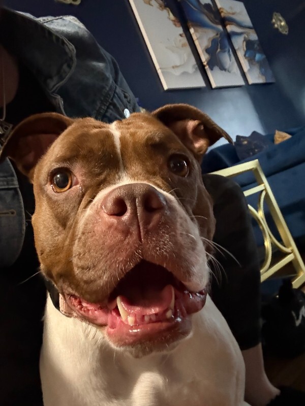 View Lovey the Dog Photo #8