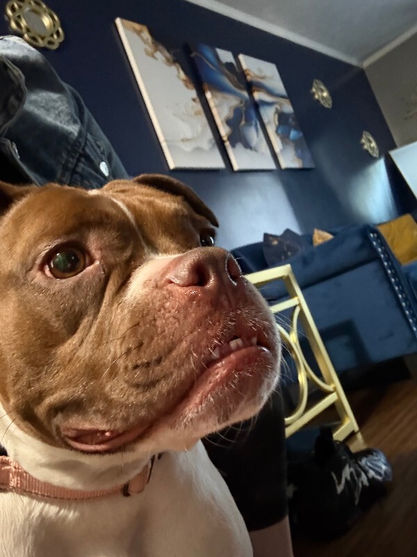 View Lovey the Dog Photo #9