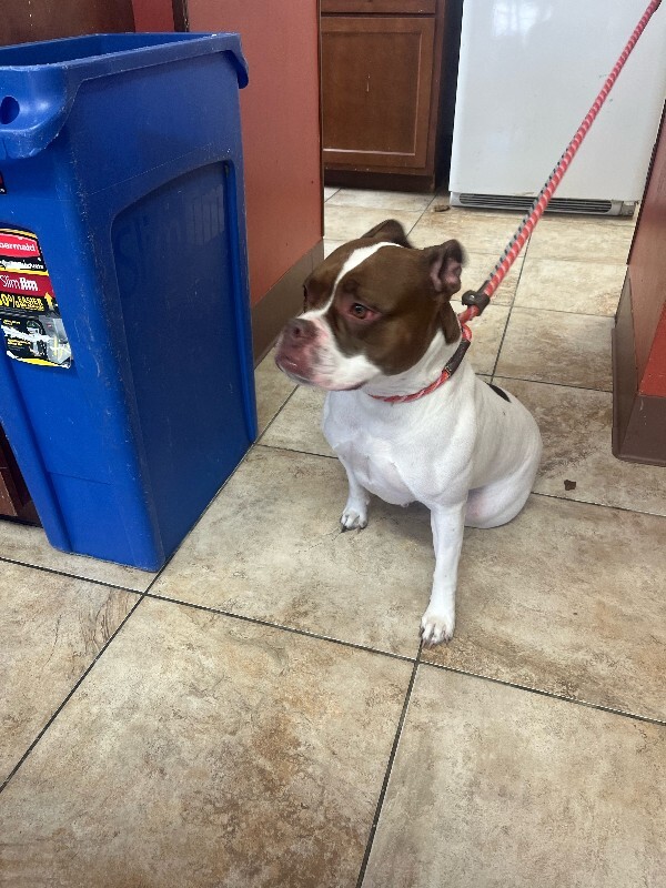 View Lovey the Dog Photo #5