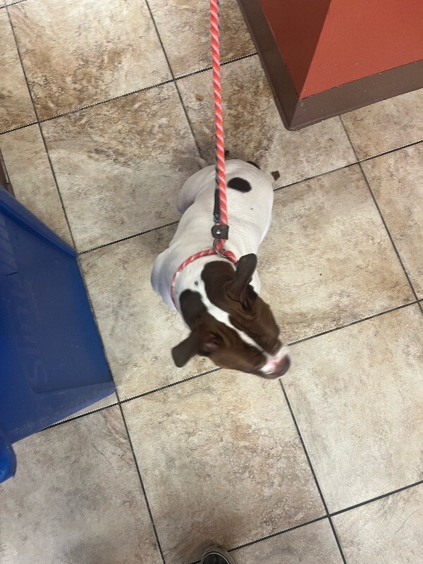 View Lovey the Dog Photo #3