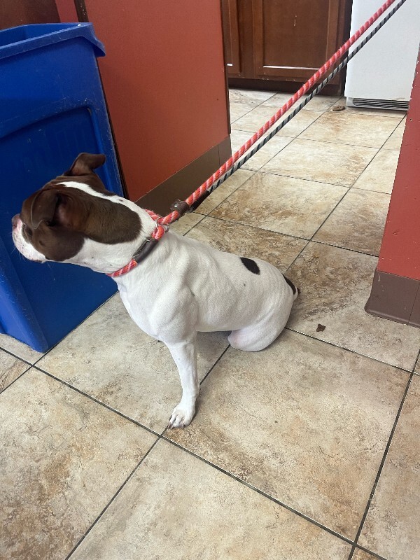 View Lovey the Dog Photo #4