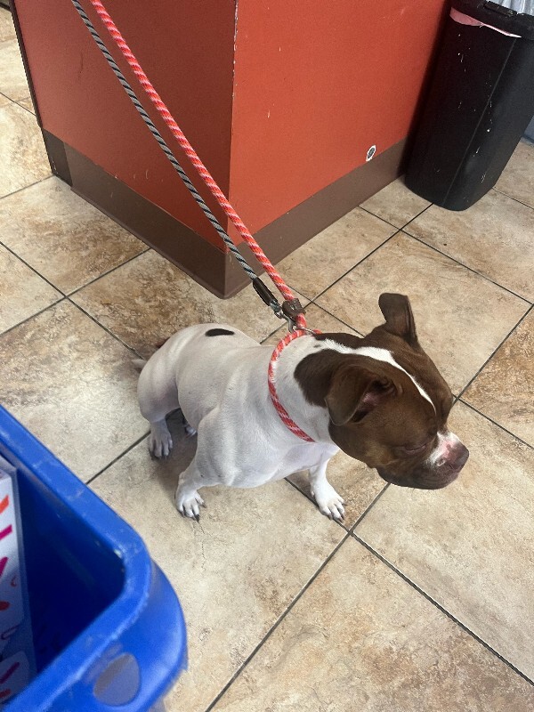 View Lovey the Dog Photo #2