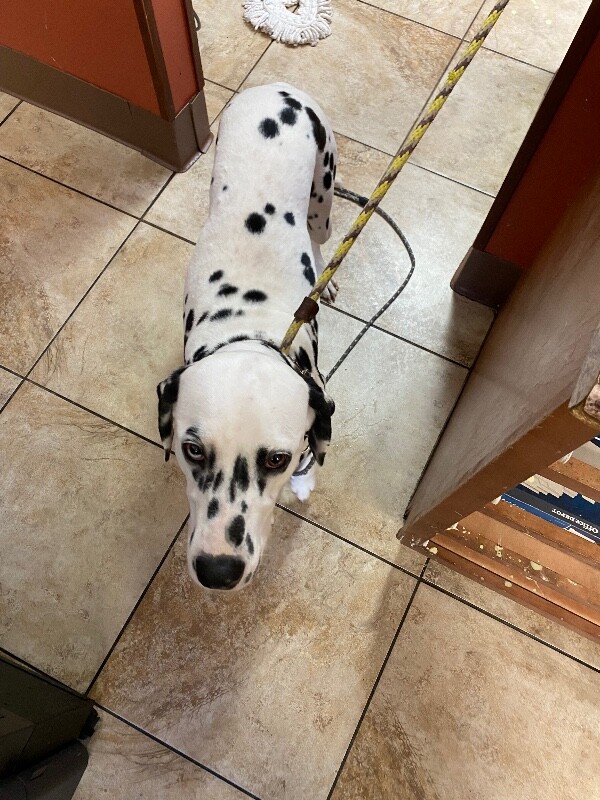 View Domino the Dog Photo #3