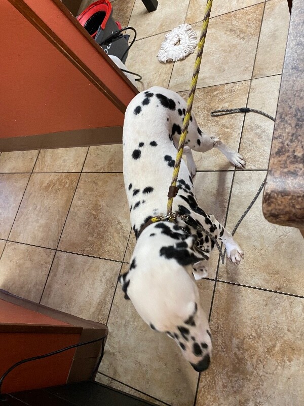 View Domino the Dog Photo #4