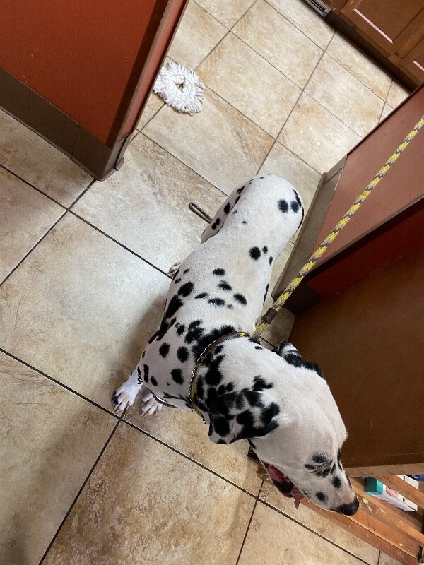 View Domino the Dog Photo #2