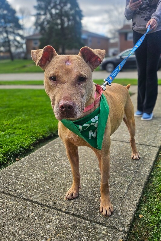 View Stewart the Dog Photo #4