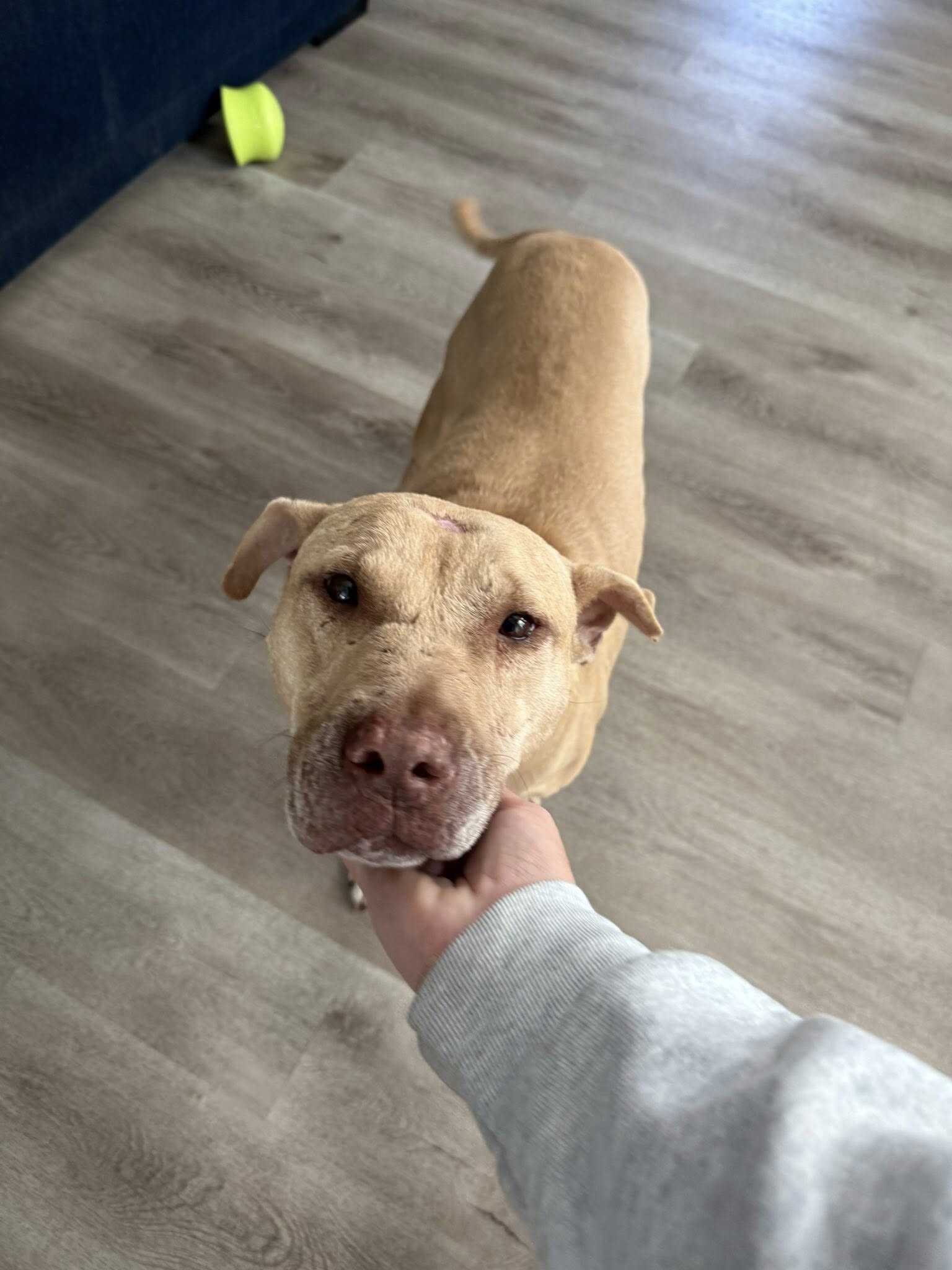 View Stewart the Dog Photo #2