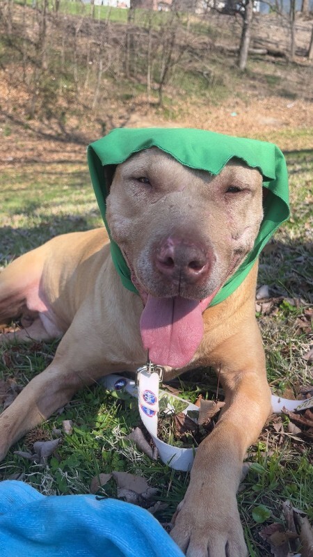 View Stewart the Dog Photo #2