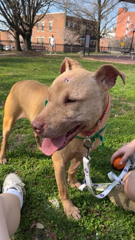 View Stewart the Dog Photo #3