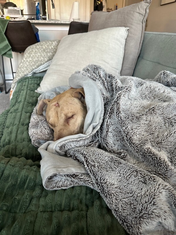 View Stewart the Dog Photo #17
