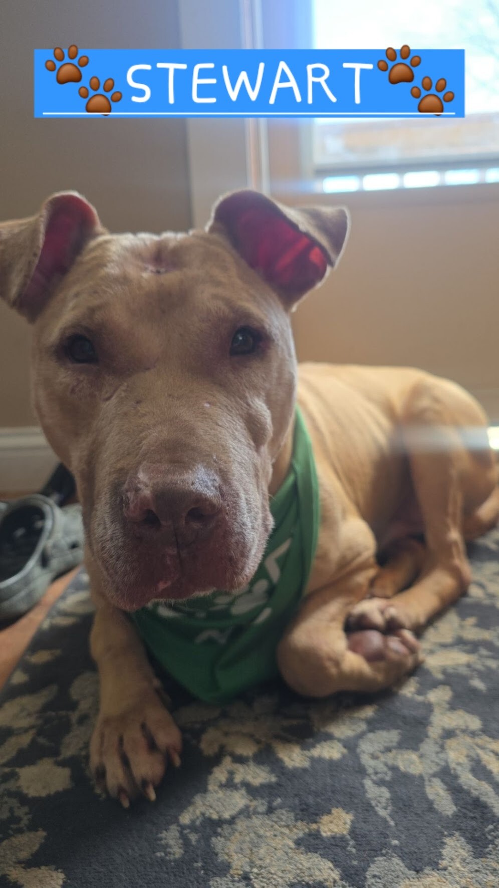 View Stewart the Dog Photo #5