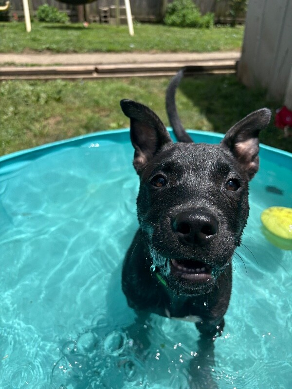 View Stevie the Dog Photo #3