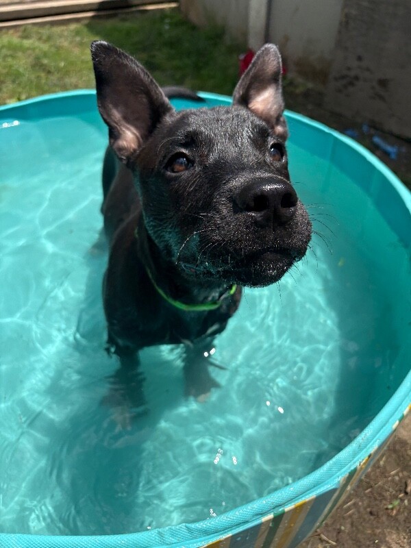 View Stevie the Dog Photo #2