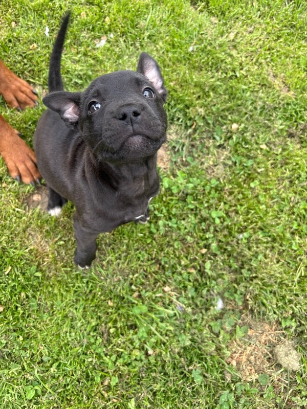 View Stevie the Dog Photo #4