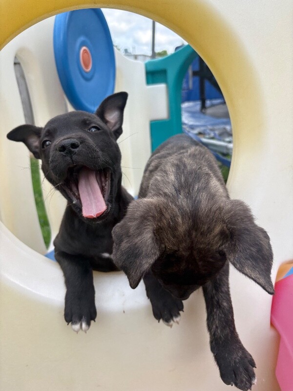 View Stevie the Dog Photo #5