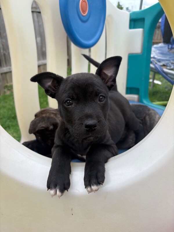 View Stevie the Dog Photo #2