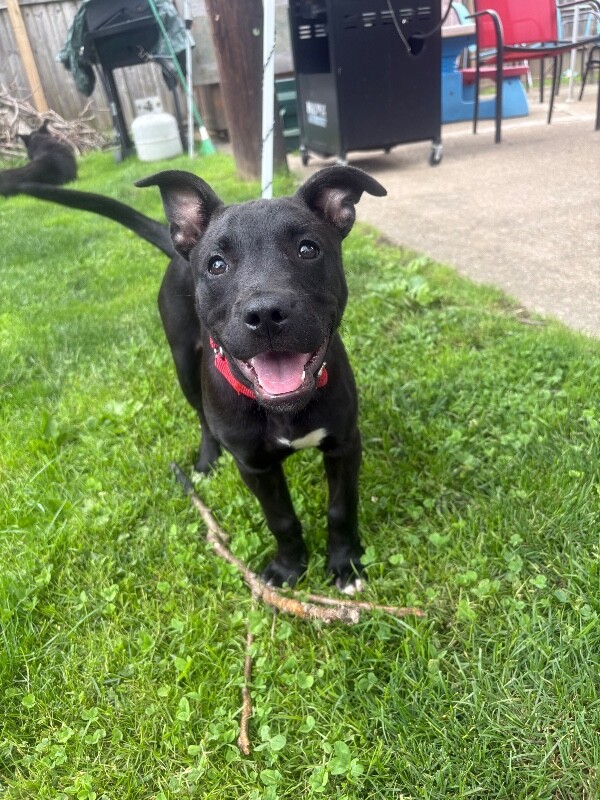 View Stevie the Dog Photo #13