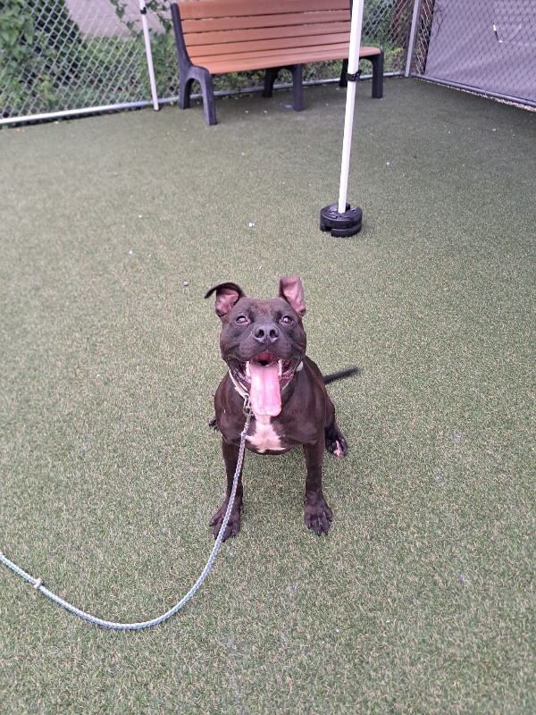 View Biggie the Dog Photo #16