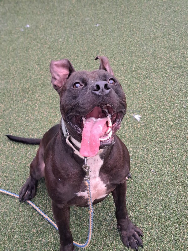 View Biggie the Dog Photo #14