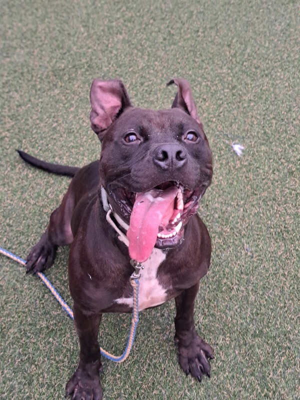 View Biggie the Dog Photo #15