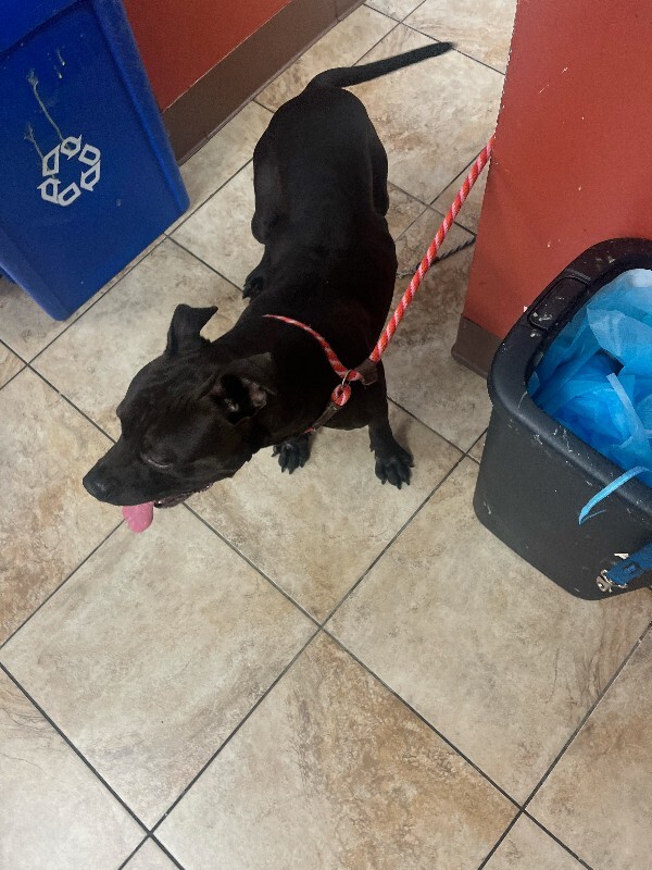 View Milk Boy the Dog Photo #3