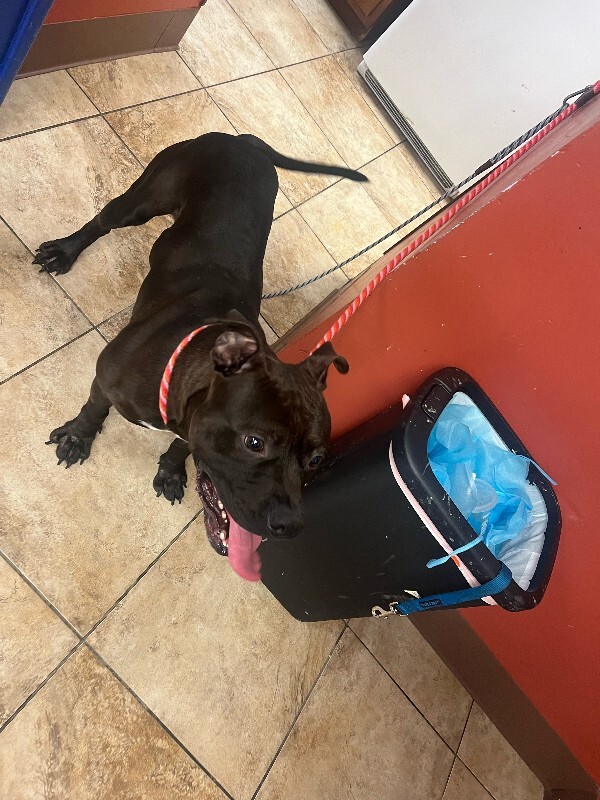 View Milk Boy the Dog Photo #2