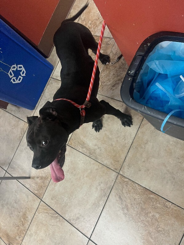 View Milk Boy the Dog Photo #4