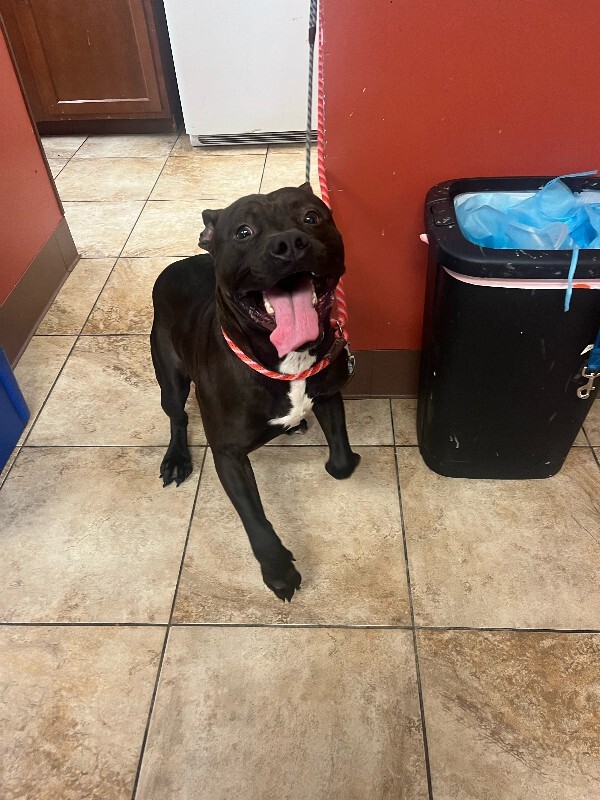 View Milk Boy the Dog Photo #5