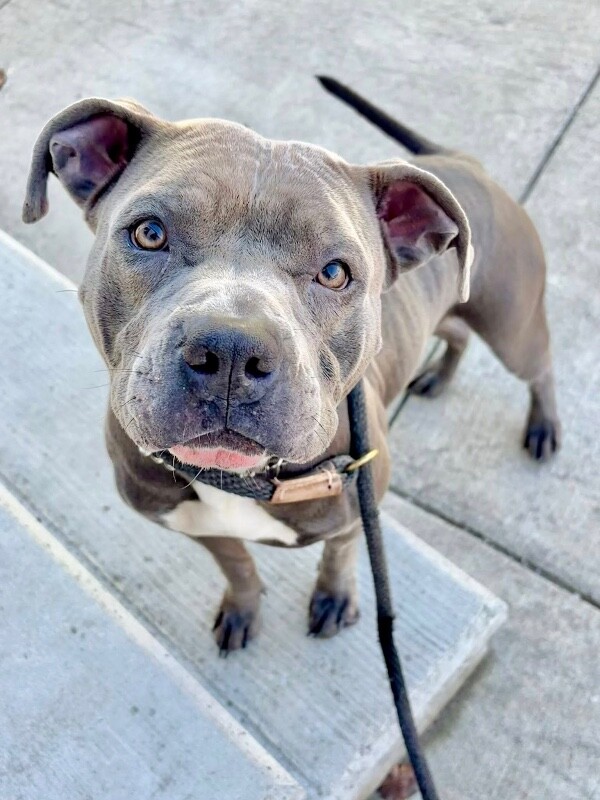 View Arwen the Dog Photo #7