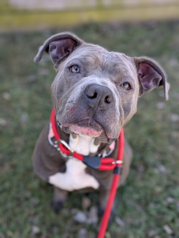 View Arwen the Dog Photo #3