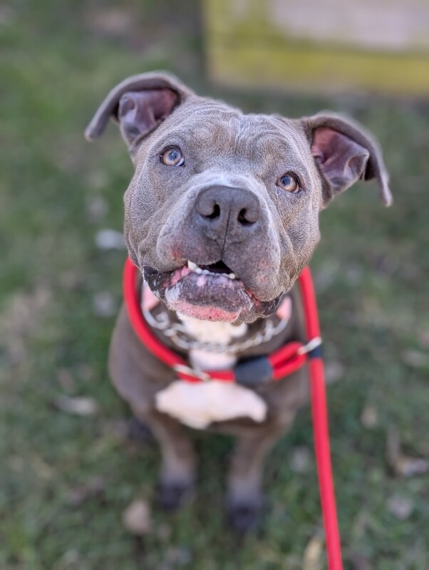 View Arwen the Dog Photo #2