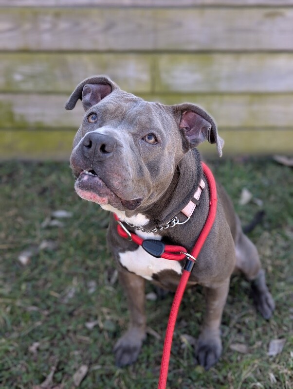 View Arwen the Dog Photo #5