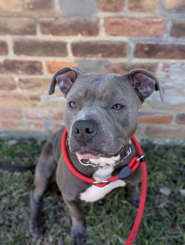 View Arwen the Dog Photo #6