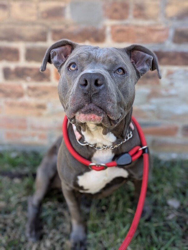 View Arwen the Dog Photo #4