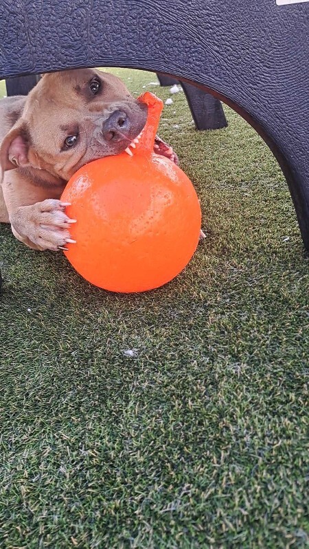 View Mombo the Dog Photo #9