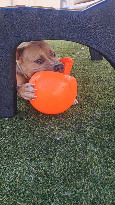 View Mombo the Dog Photo #10
