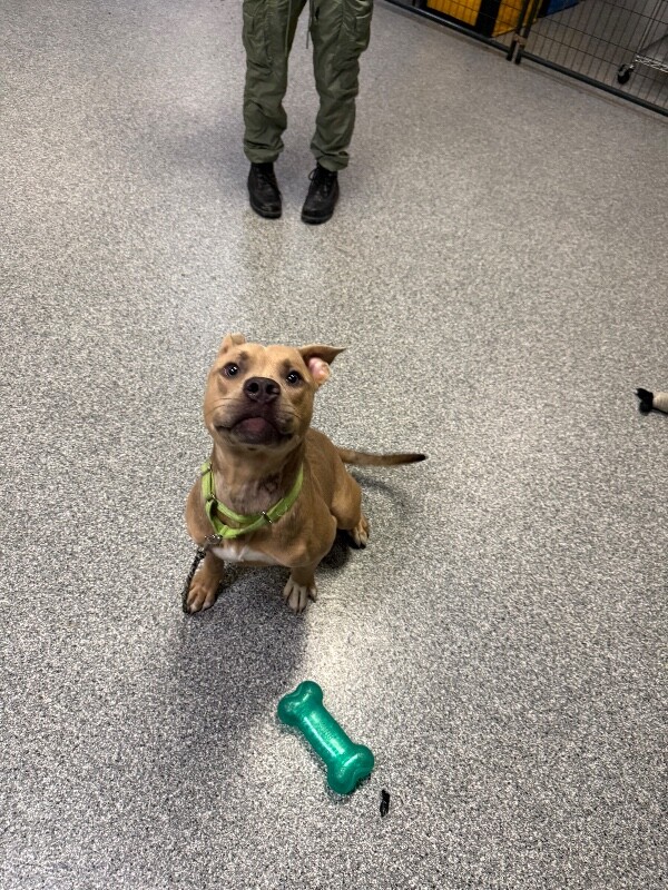 View Mombo the Dog Photo #5