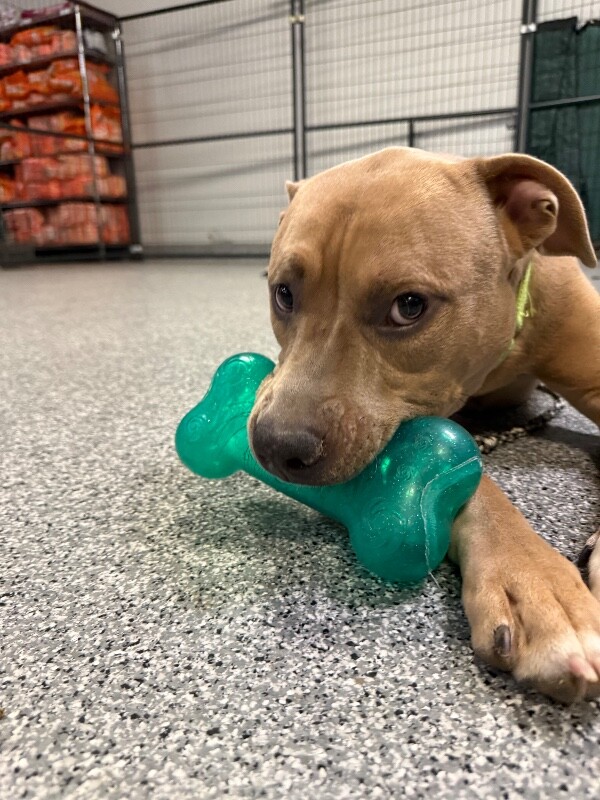 View Mombo the Dog Photo #2