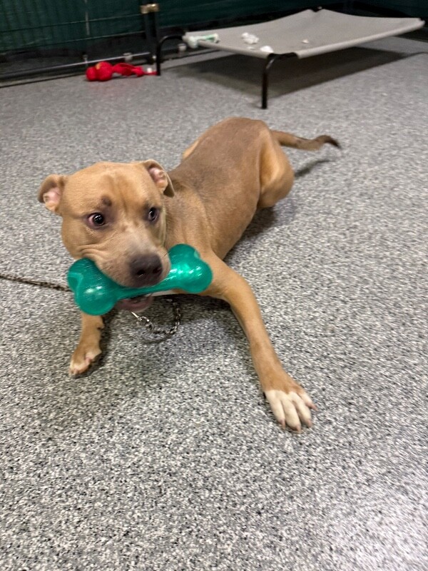 View Mombo the Dog Photo #3