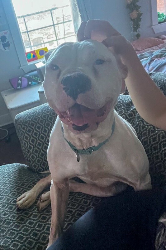 View Ricardo the Dog Photo #6