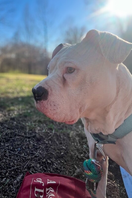 View Ricardo the Dog Photo #7