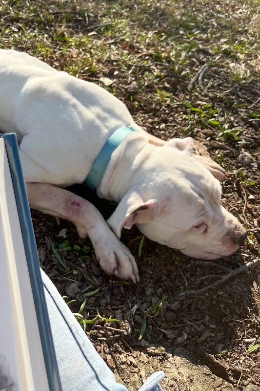 View Ricardo the Dog Photo #5