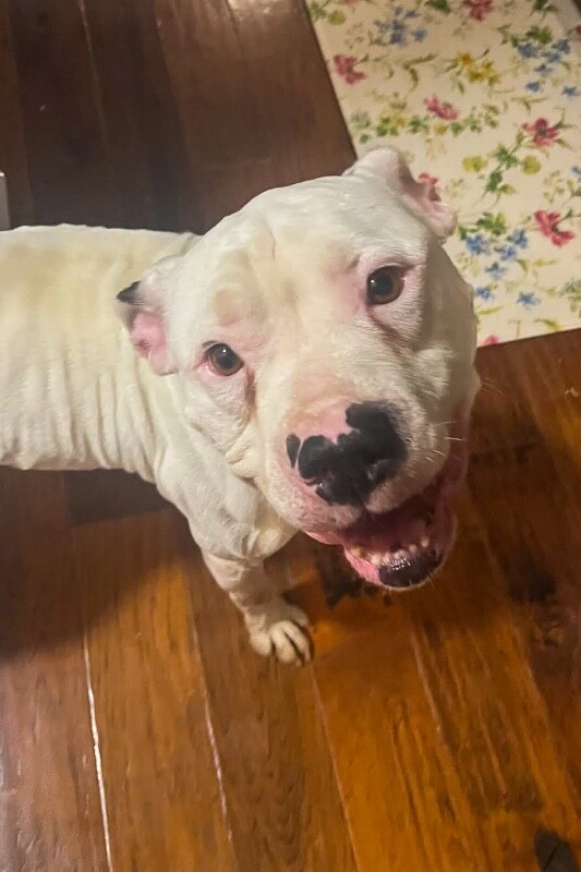 View Ricardo the Dog Photo #4